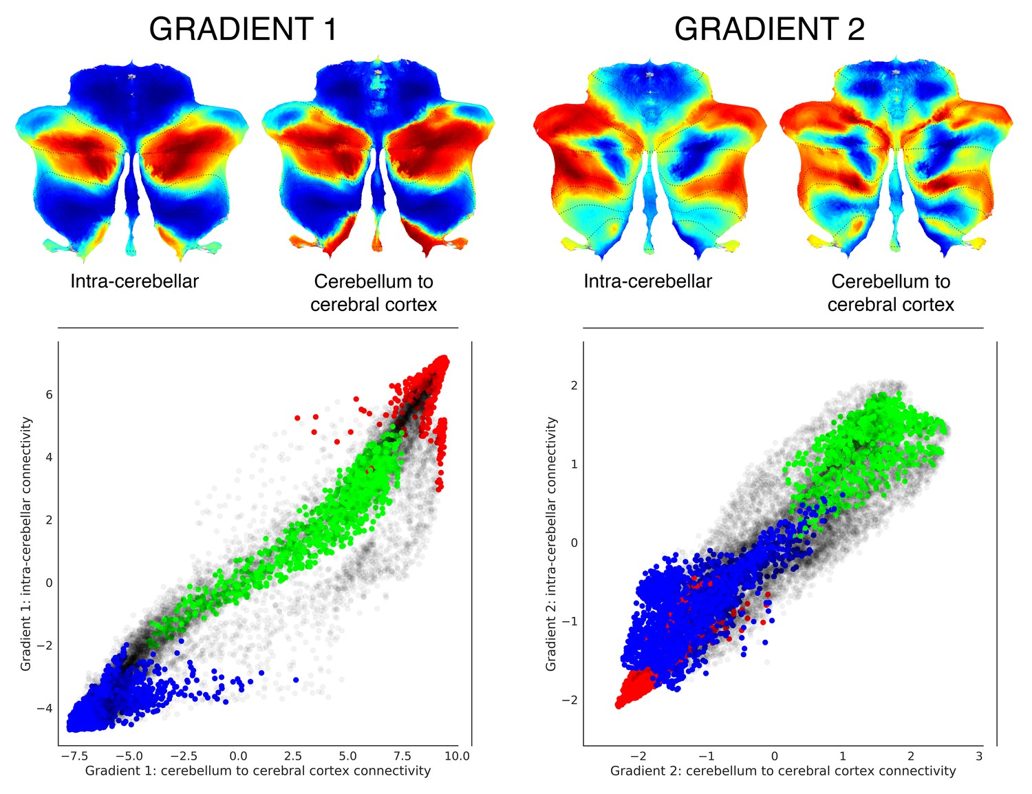 A multifaceted gradient in human cerebellum of structural and functional  development