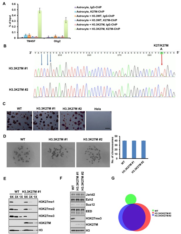 Figures and data in H3.3K27M mutant proteins reprogram epigenome by ...