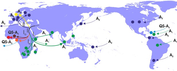 Unravelling the history of hepatitis B virus genotypes A and D ...