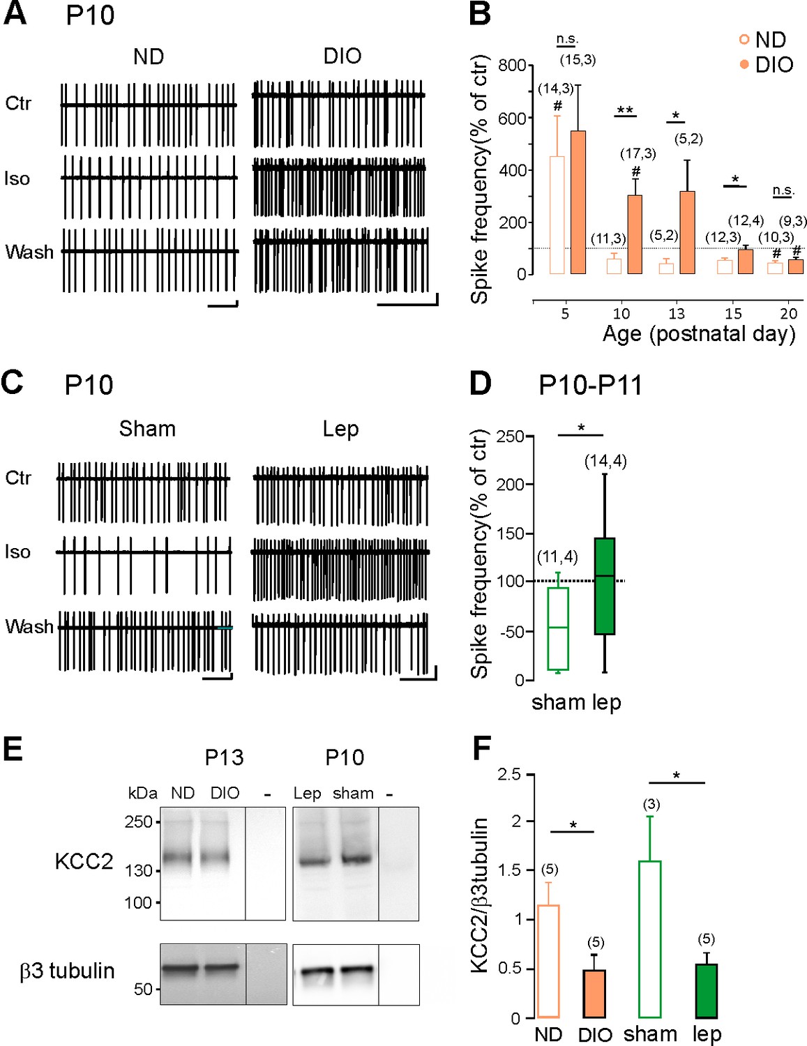 The Adipocyte Hormone Leptin Sets The Emergence Of Hippocampal 