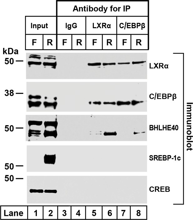 Figures And Data In Bhlhe A Third Transcription Factor Required For