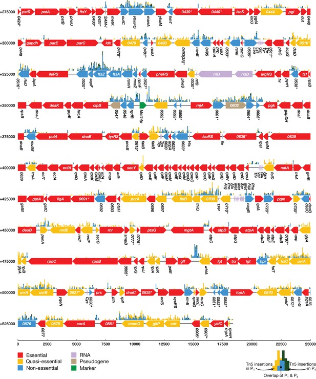 Figures and data in Essential metabolism for a minimal cell | eLife