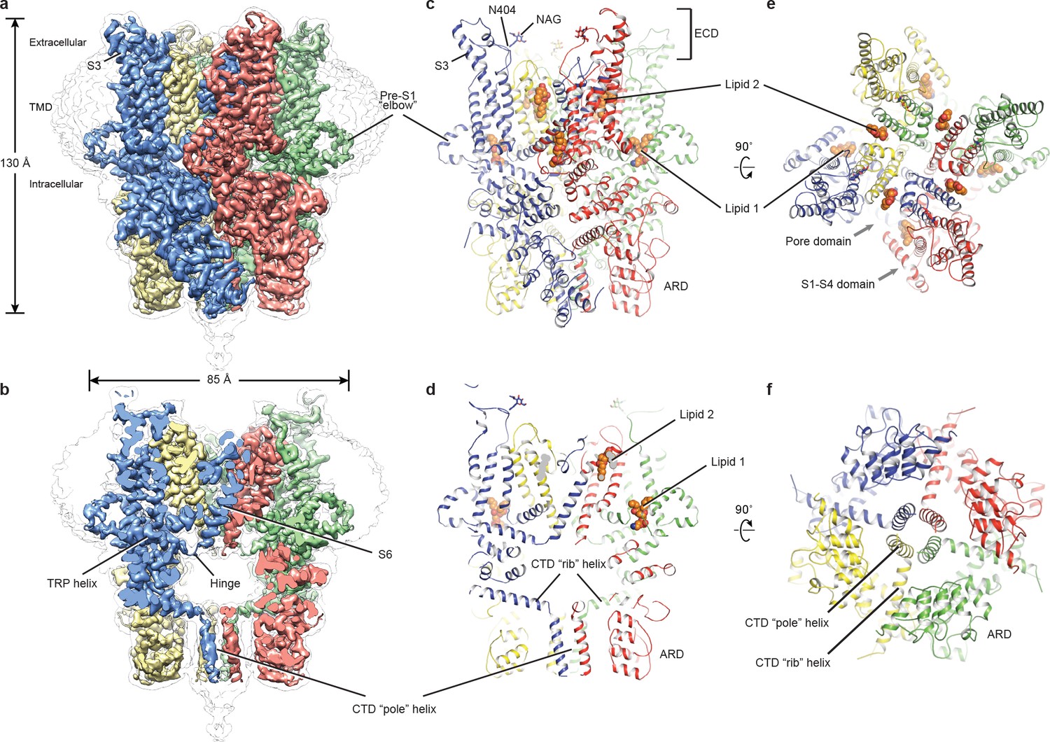 Structure of the human lipid-gated cation channel TRPC3 | eLife