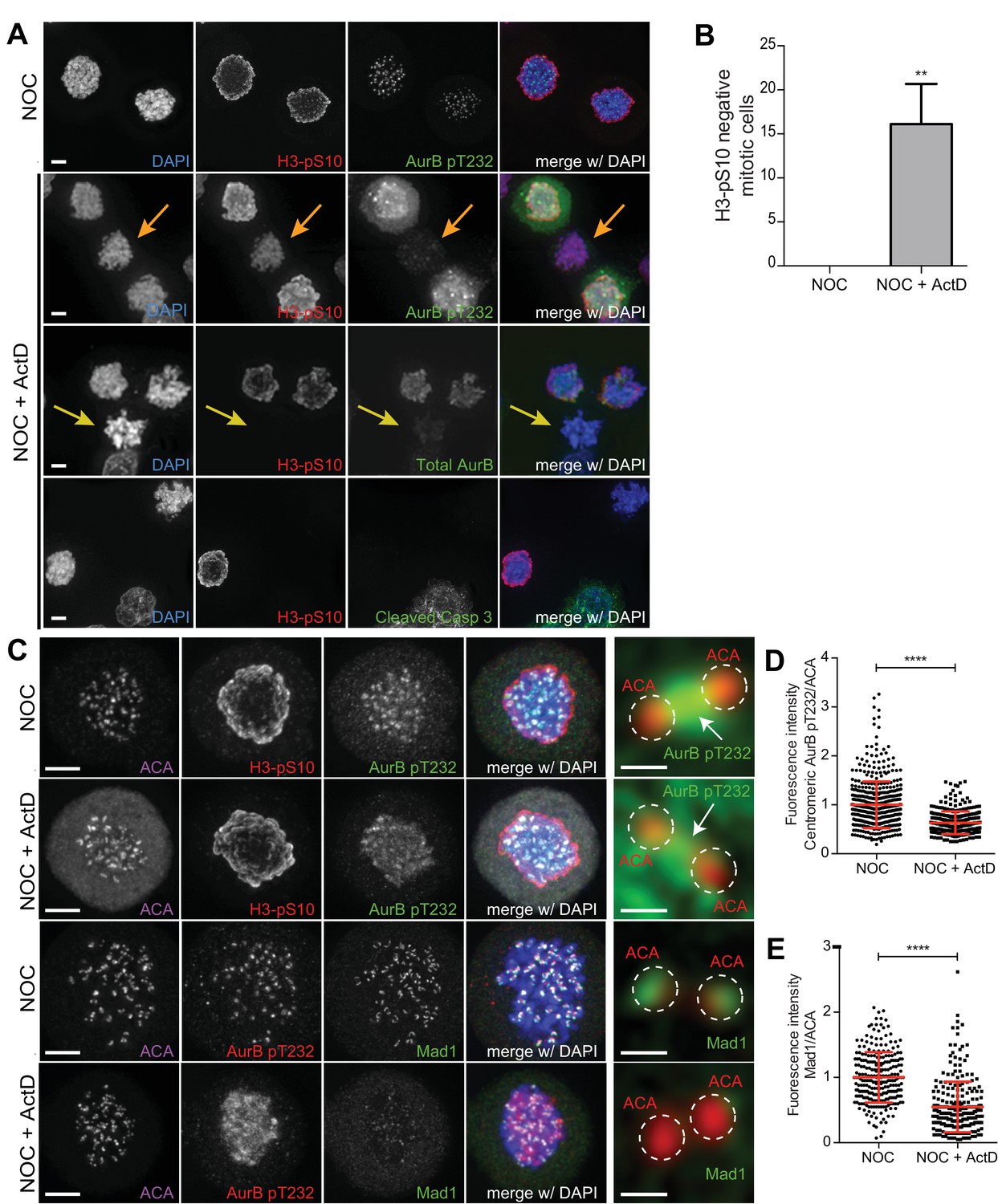 Figures and data in Mitotic progression arrest exit or death relies Biology Diagrams