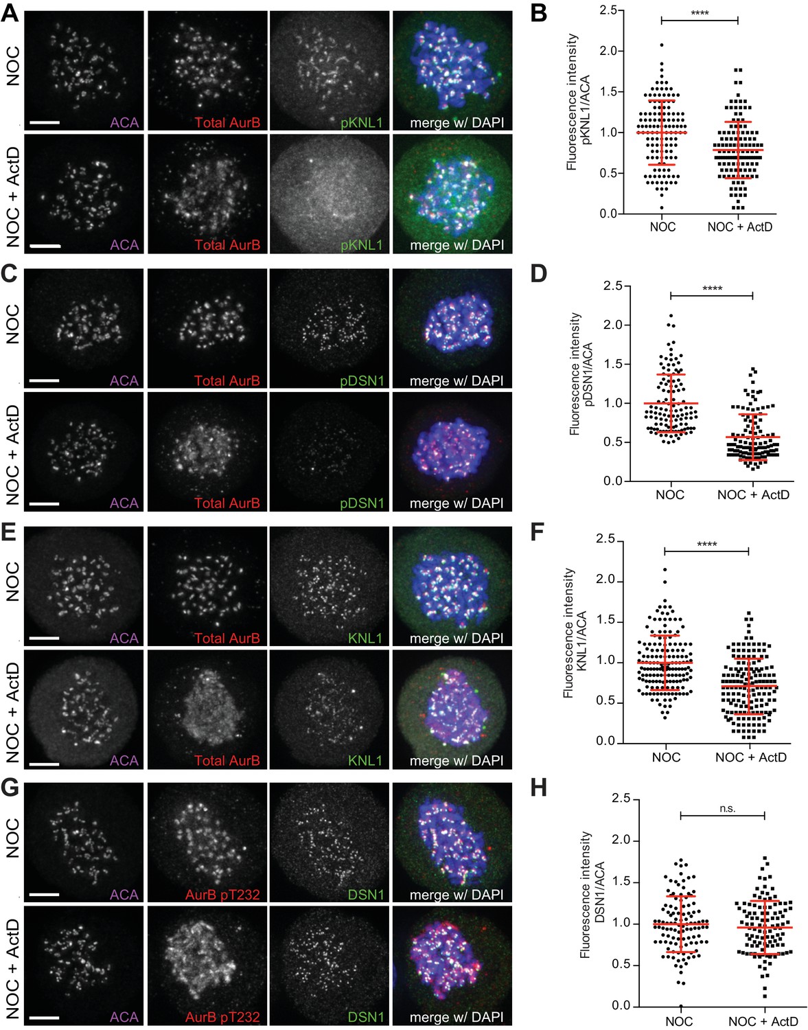 Mitotic progression, arrest, exit or death relies on centromere ... Biology Diagrams