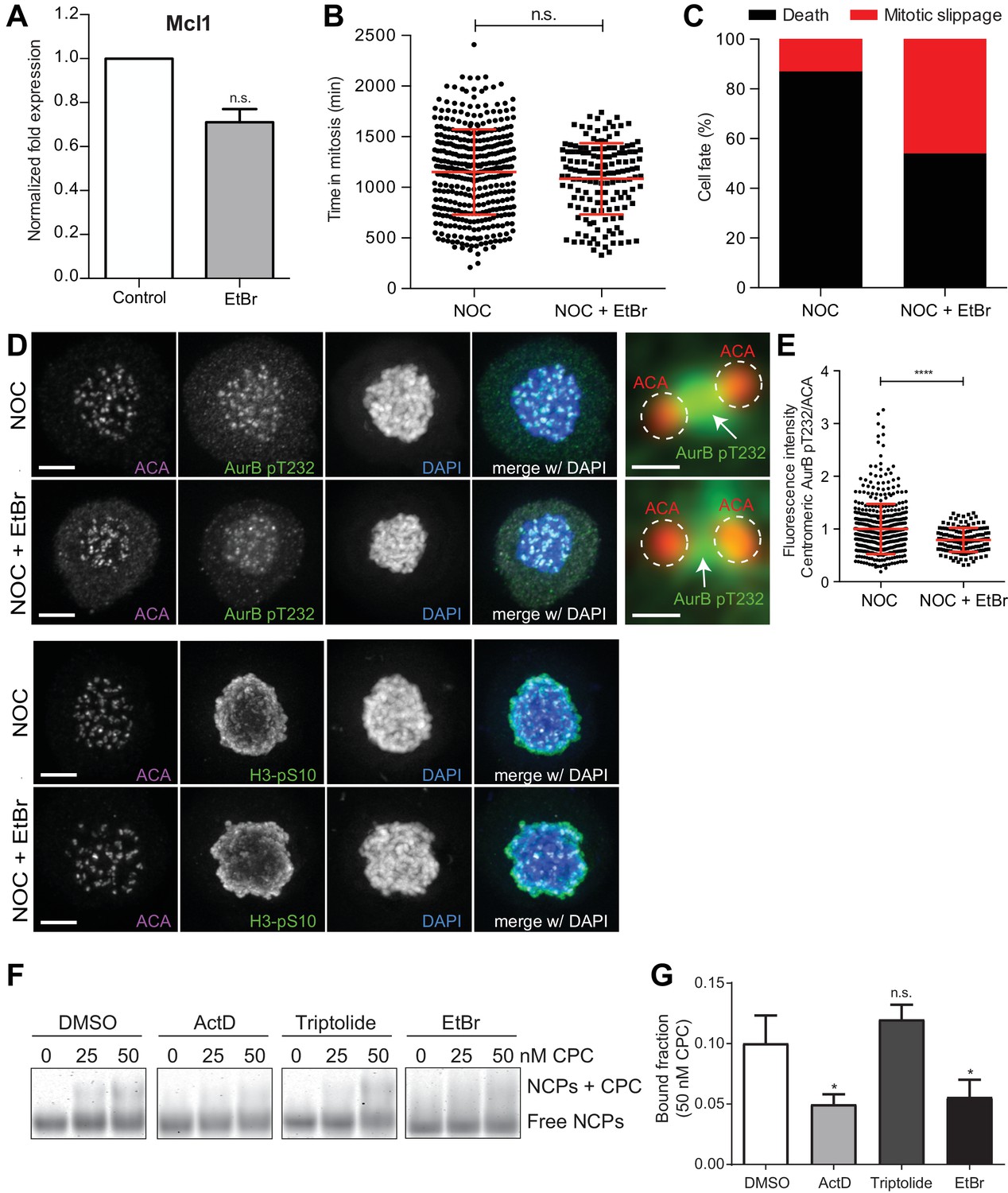 Mitotic progression, arrest, exit or death relies on centromere ... Biology Diagrams