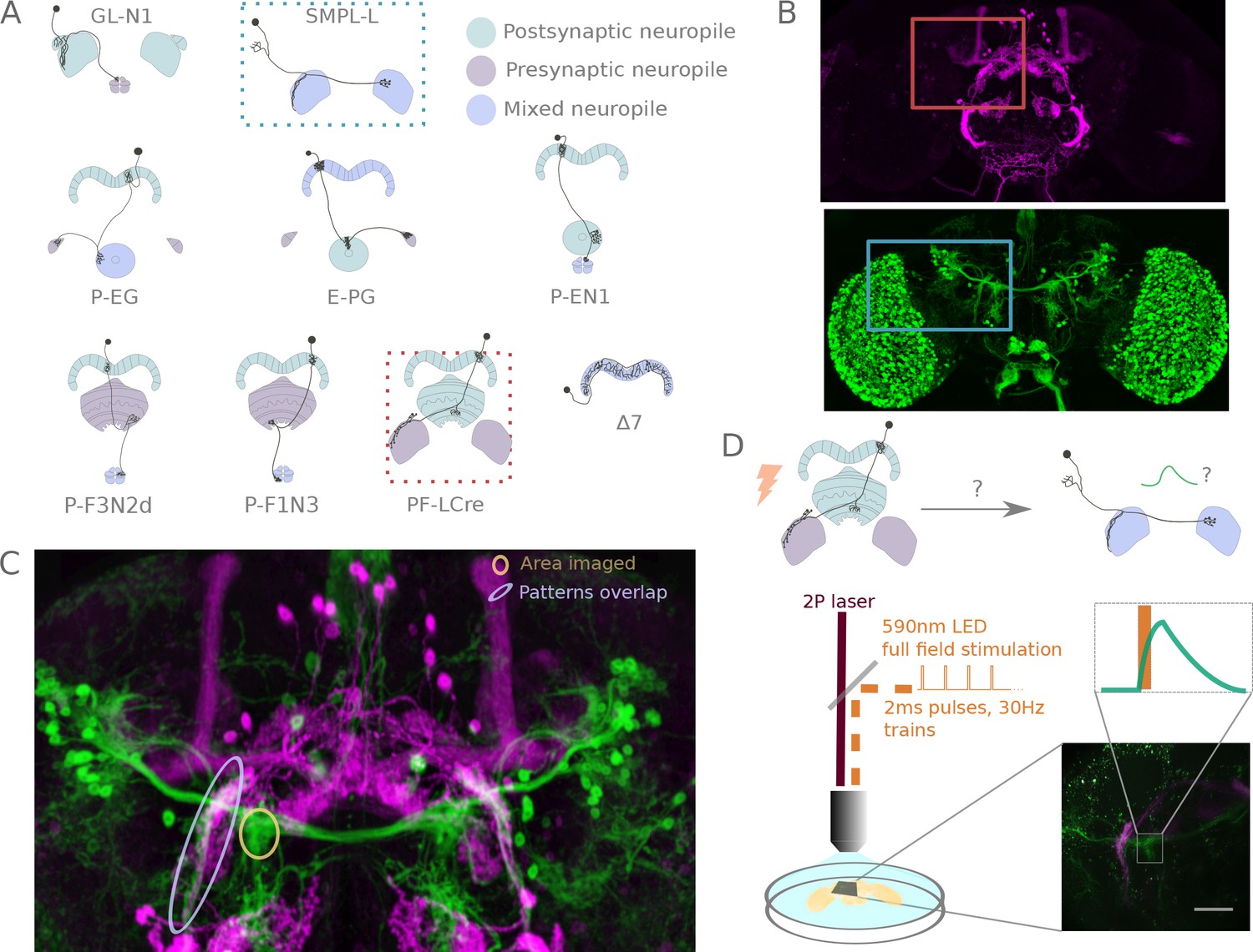 Building a functional connectome of the Drosophila central complex | eLife