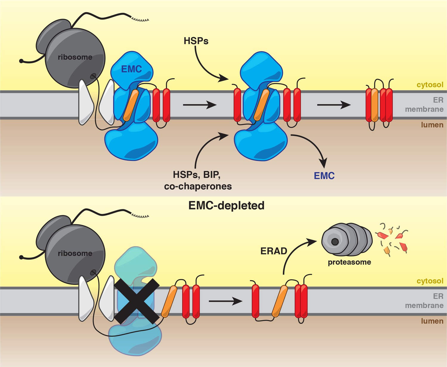 The ER membrane protein complex interacts cotranslationally to enable ...