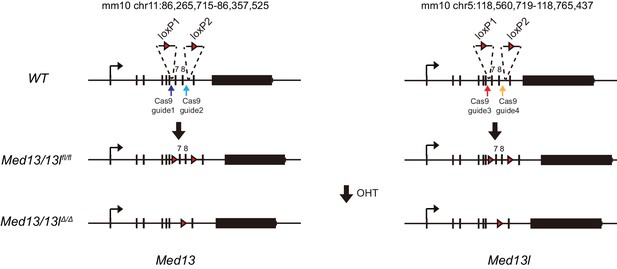 Figures and data in FBXL19 recruits CDK-Mediator to CpG islands of ...