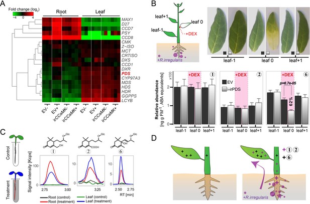 Figures and data in Blumenols as shoot markers of root symbiosis with ...