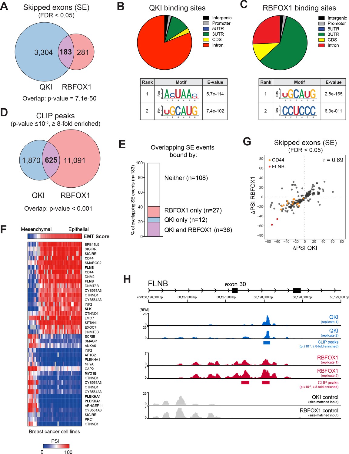 An Alternative Splicing Switch In Flnb Promotes The Mesenchymal Cell State In Human Breast Cancer Elife