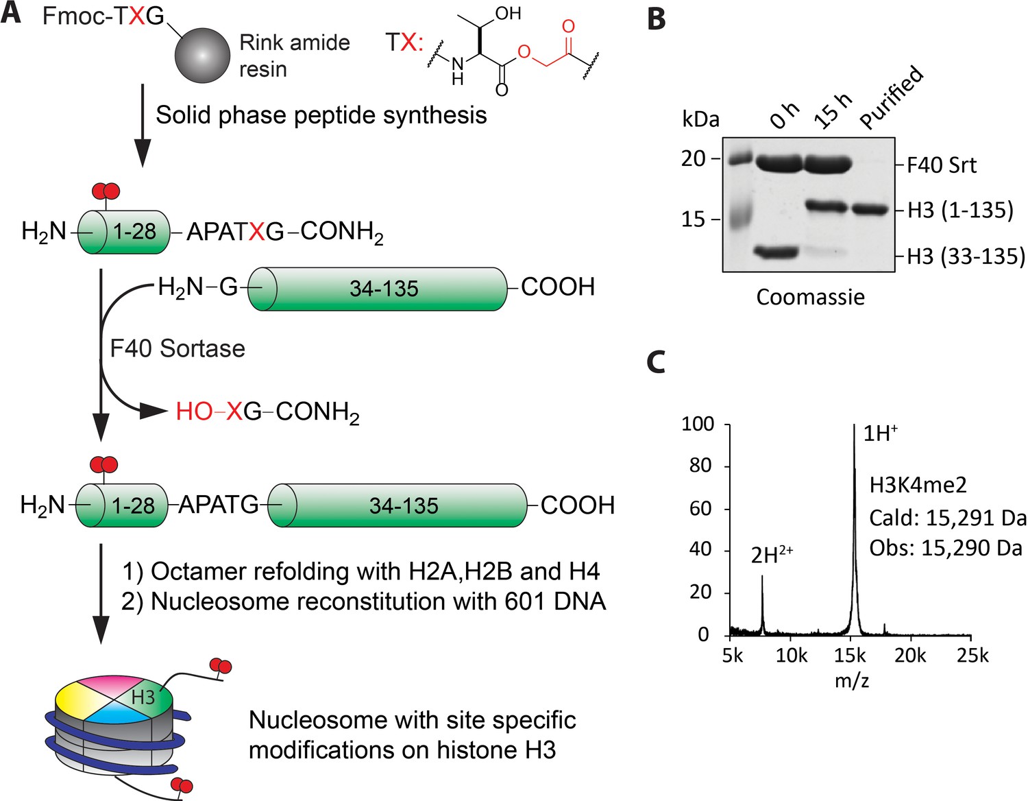 Figures And Data In Lysine 14 Acetylation Of Histone H3 In Chromatin Confers Resistance To The 3323