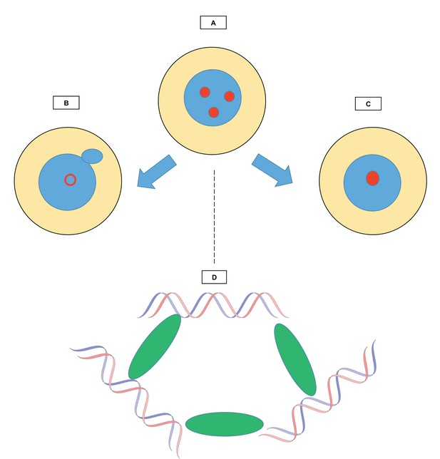 Chromocenters: Bundling up DNA | eLife