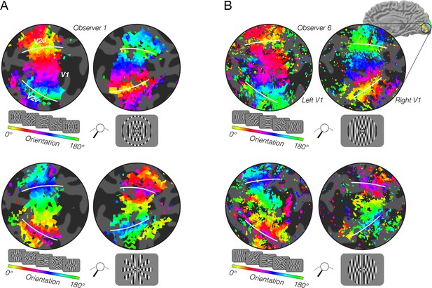 Stimulus vignetting and orientation selectivity in human visual cortex ...