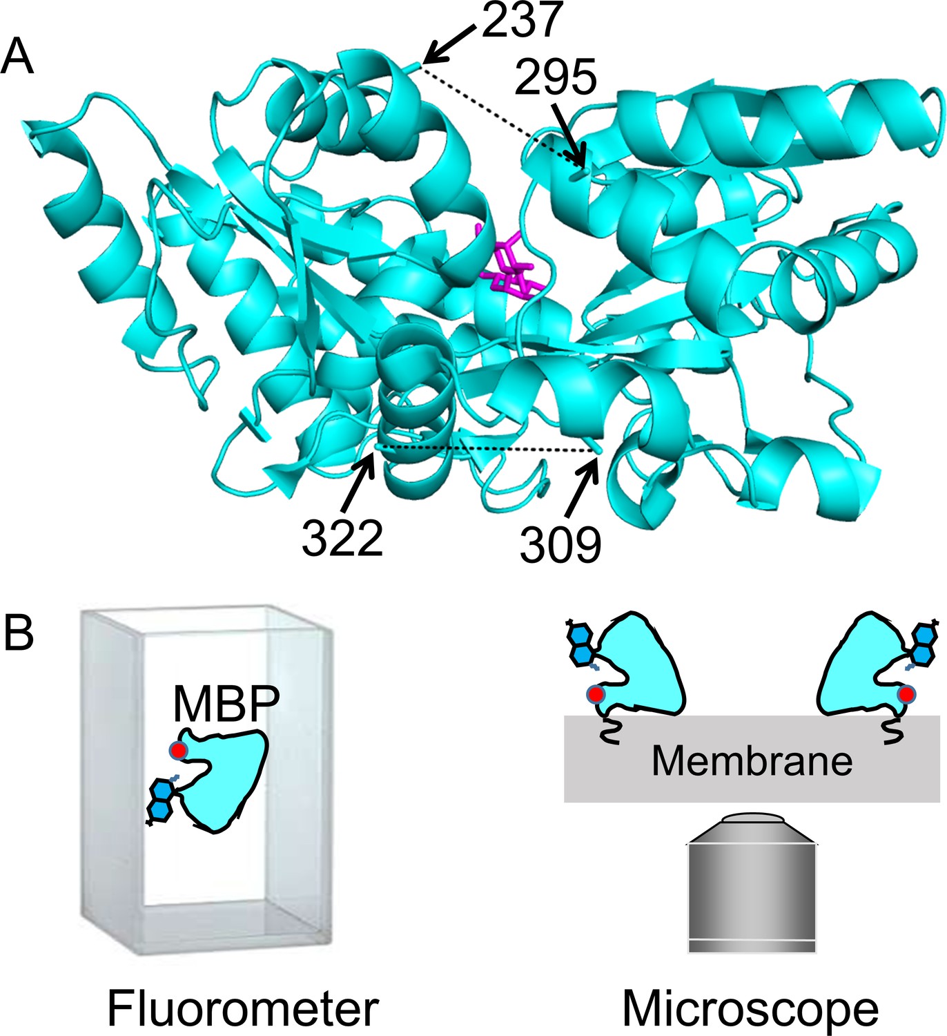 Figures And Data In Visualizing Conformational Dynamics Of Proteins In ...