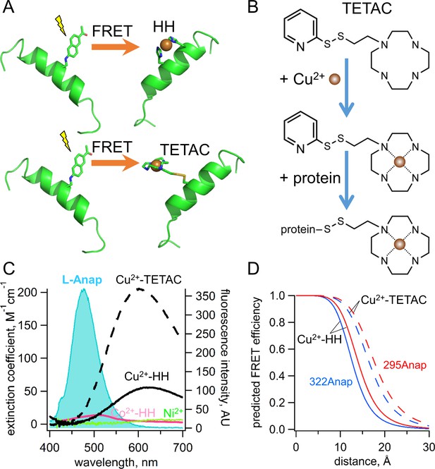 Visualizing Conformational Dynamics Of Proteins In Solution And At The ...