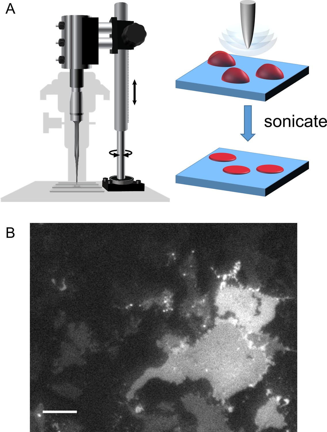 Figures And Data In Visualizing Conformational Dynamics Of Proteins In ...