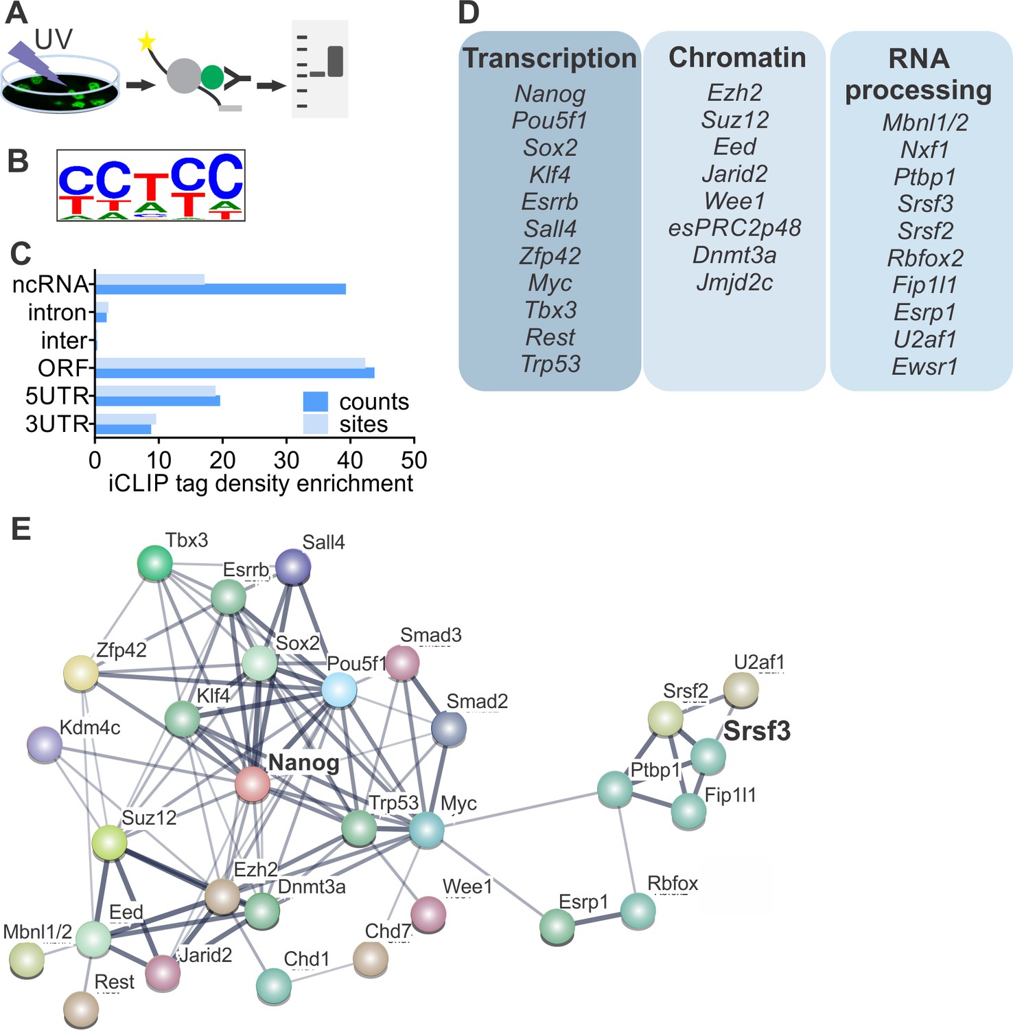 SRSF3 Promotes Pluripotency Through Nanog MRNA Export And Coordination ...