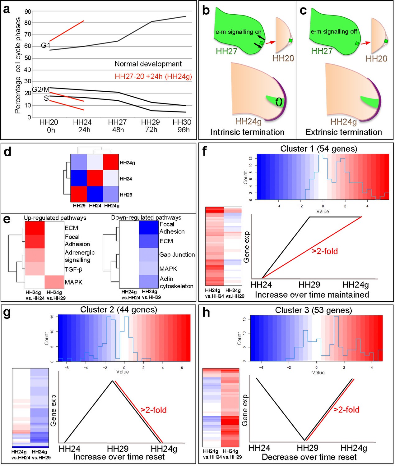 an-intrinsic-cell-cycle-timer-terminates-limb-bud-outgrowth-elife