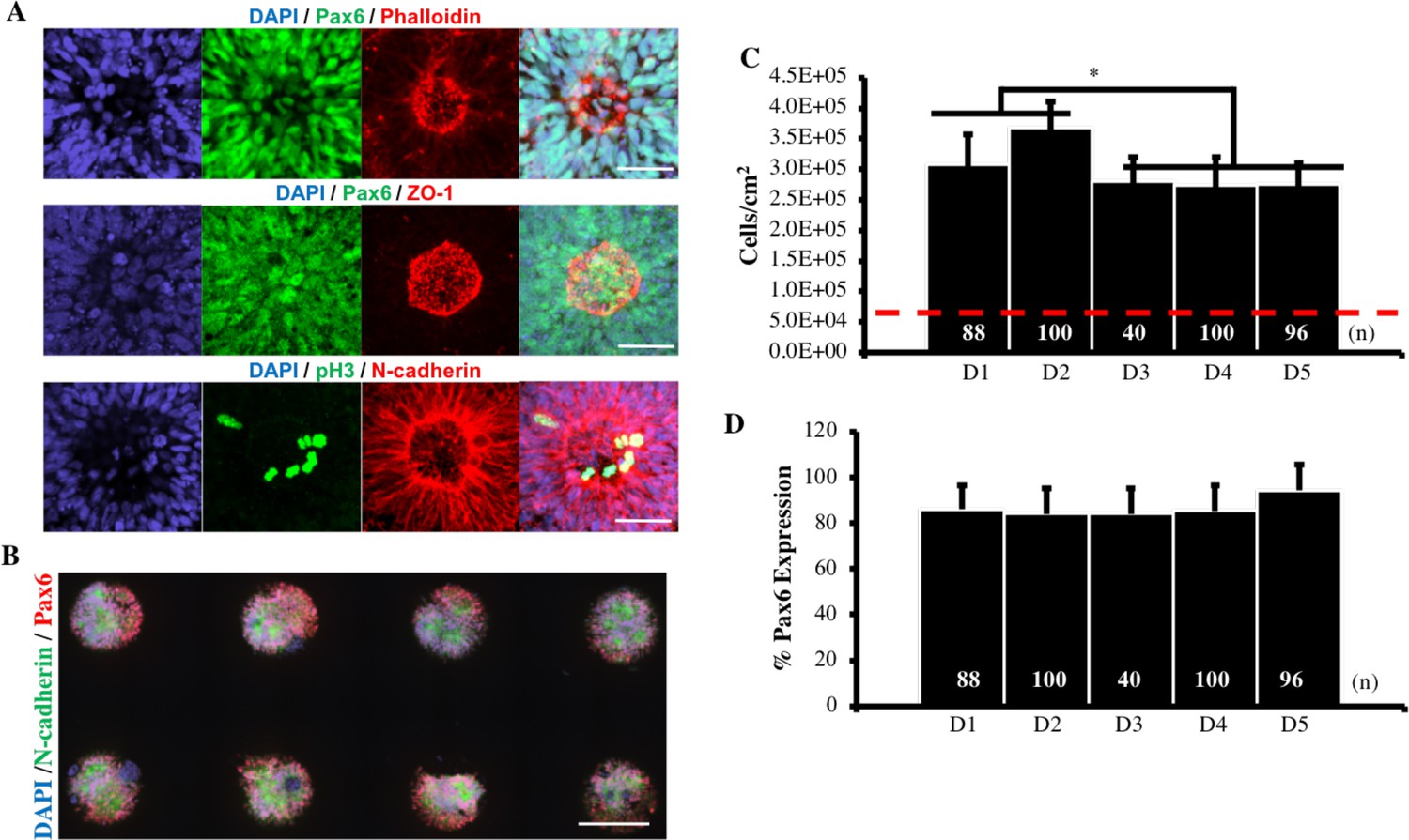 Figures And Data In Engineering Induction Of Singular Neural Rosette