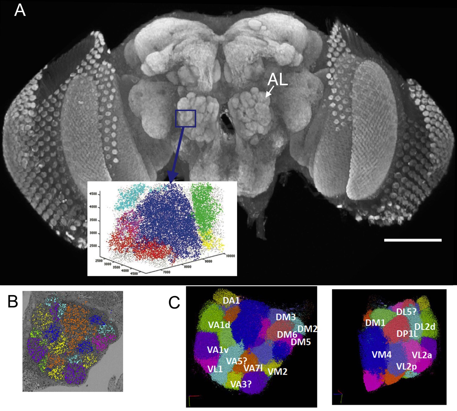 A Resource For The Drosophila Antennal Lobe Provided By The Connectome