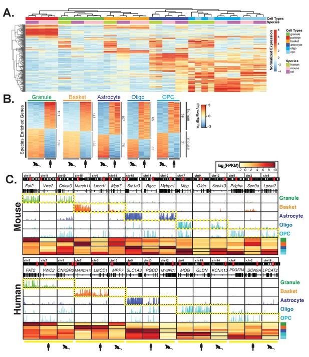 Species and cell-type properties of classically defined human and ...