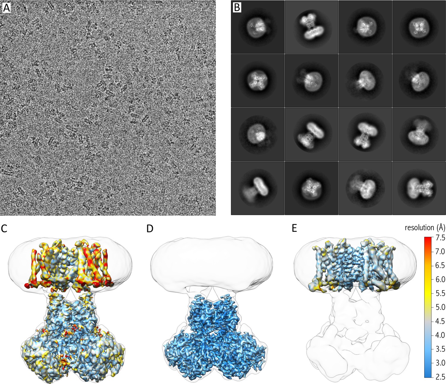 Single-particle Cryo-EM Structure Of A Voltage-activated Potassium ...