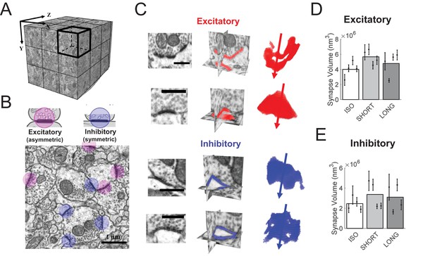 Excitatory And Inhibitory Synapse Reorganization Immediately After