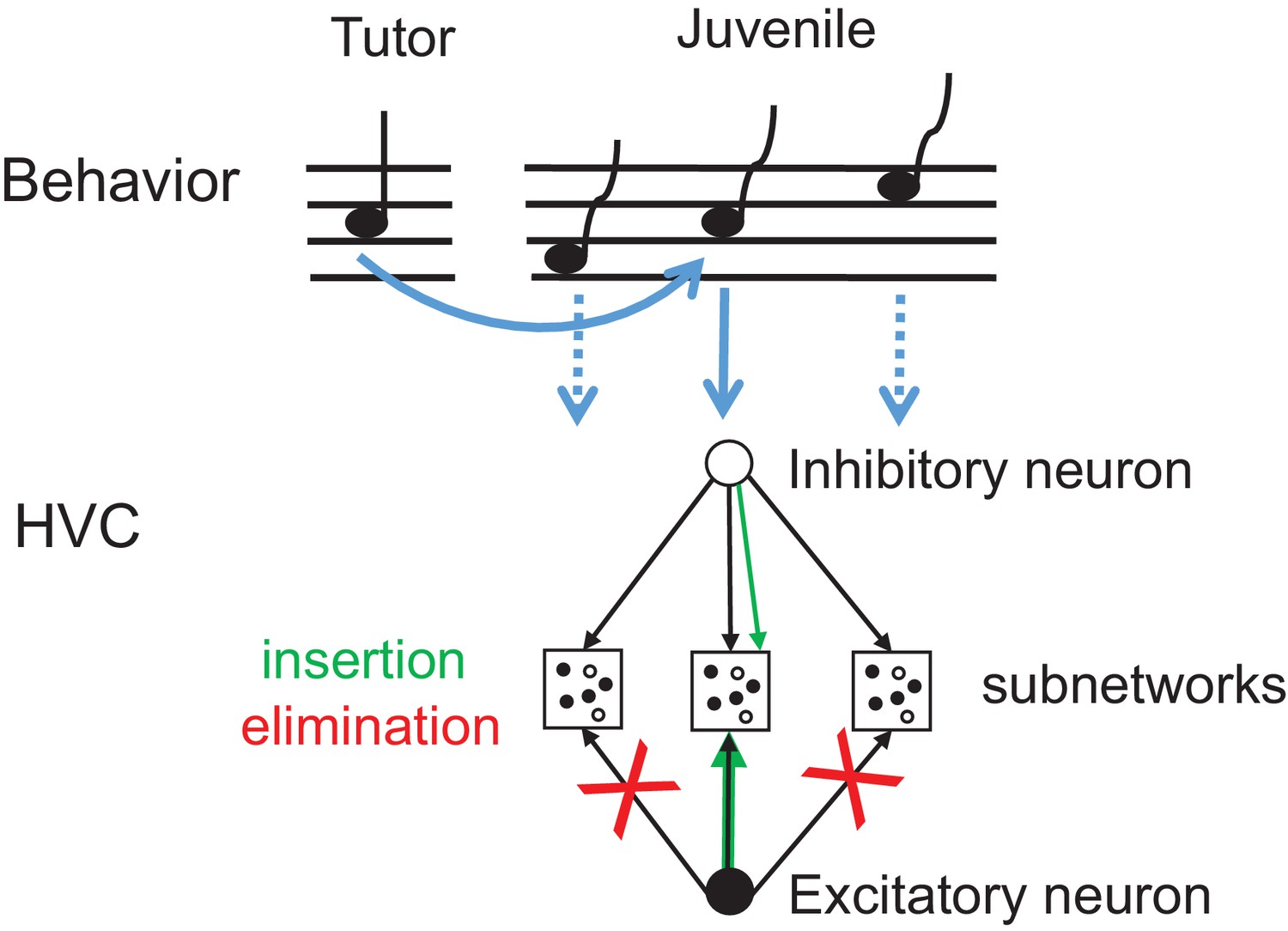 Excitatory And Inhibitory Synapse Reorganization Immediately After