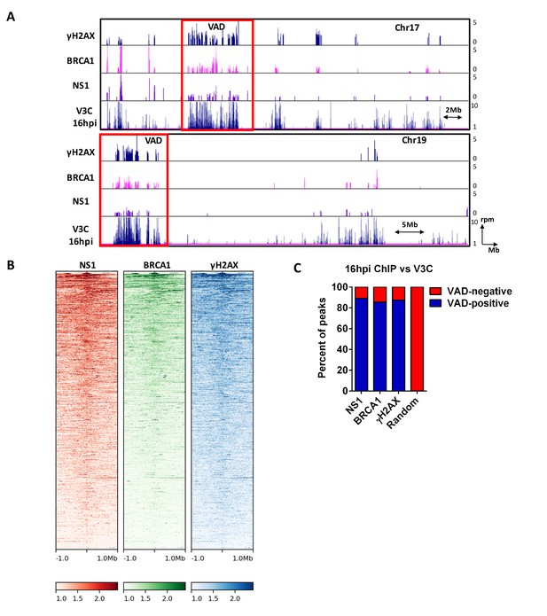 Parvovirus minute virus of mice interacts with sites of cellular DNA ...