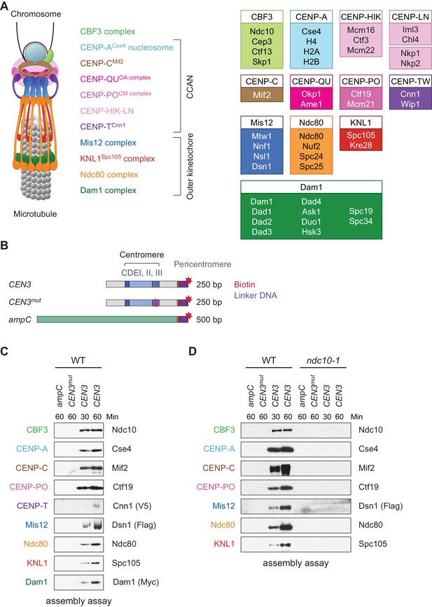 Figures and data in An assay for de novo kinetochore assembly reveals a ...