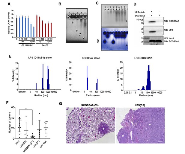 A Novel Pathway Of LPS Uptake Through Syndecan-1 Leading To Pyroptotic ...