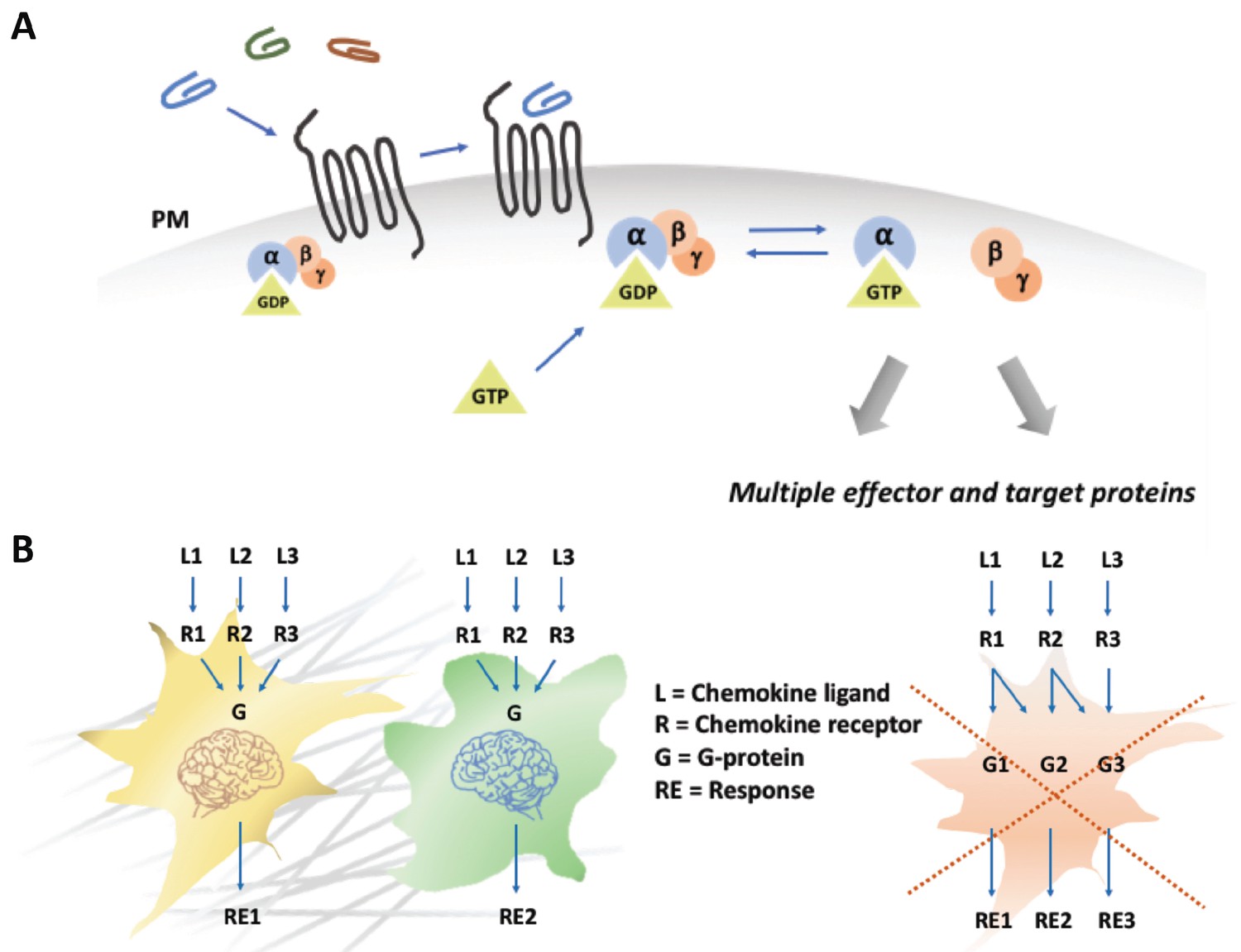 Chemokines: The Cell Sets The Tone | ELife