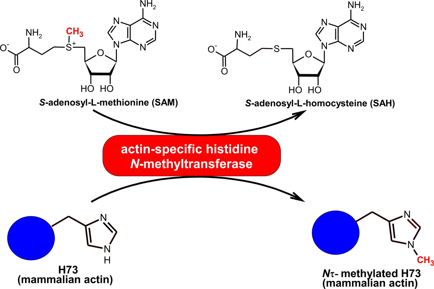 Figures and data in SETD3 protein is the actin-specific histidine N ...