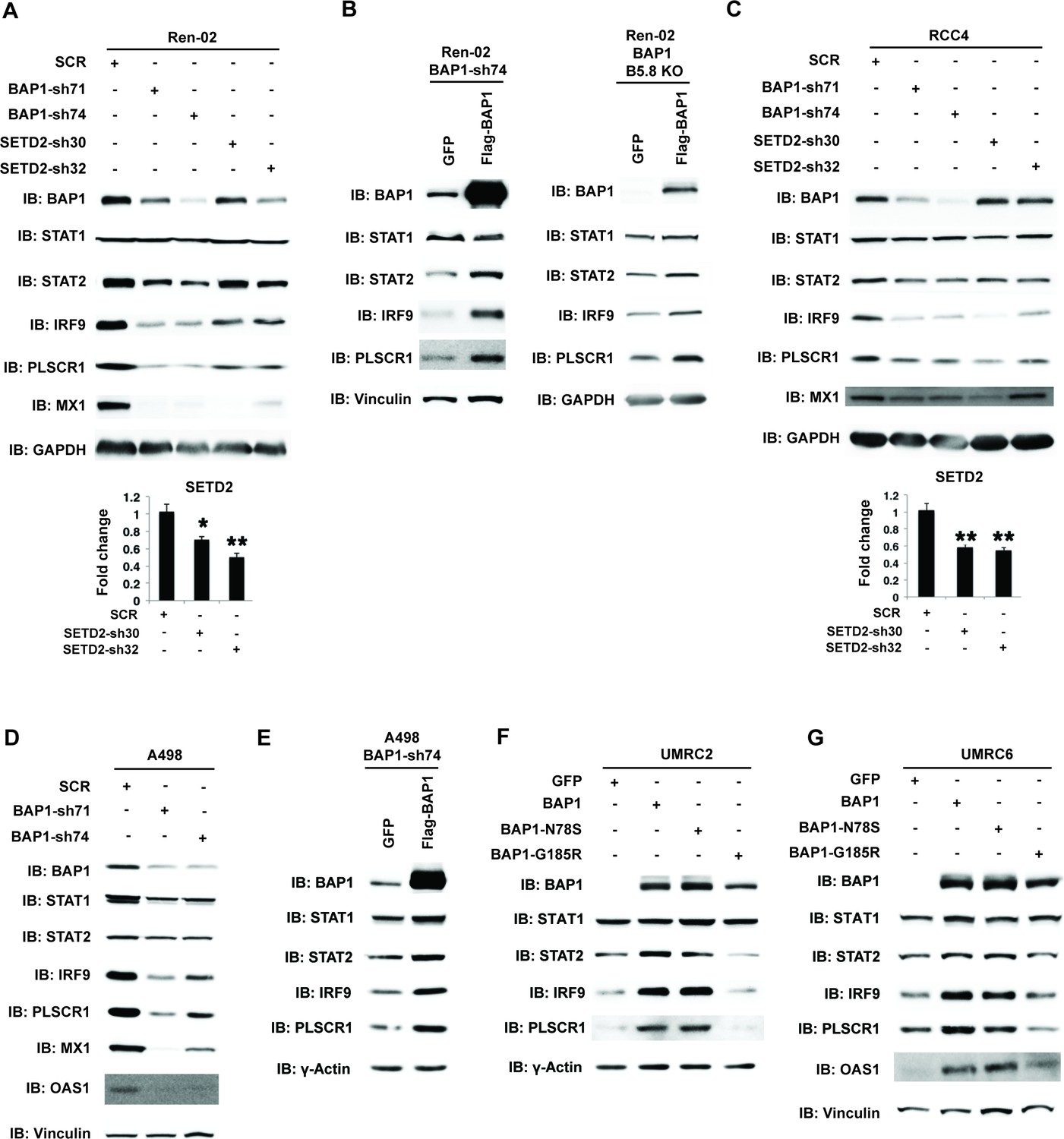 Multiple tumor suppressors regulate a HIF-dependent negative