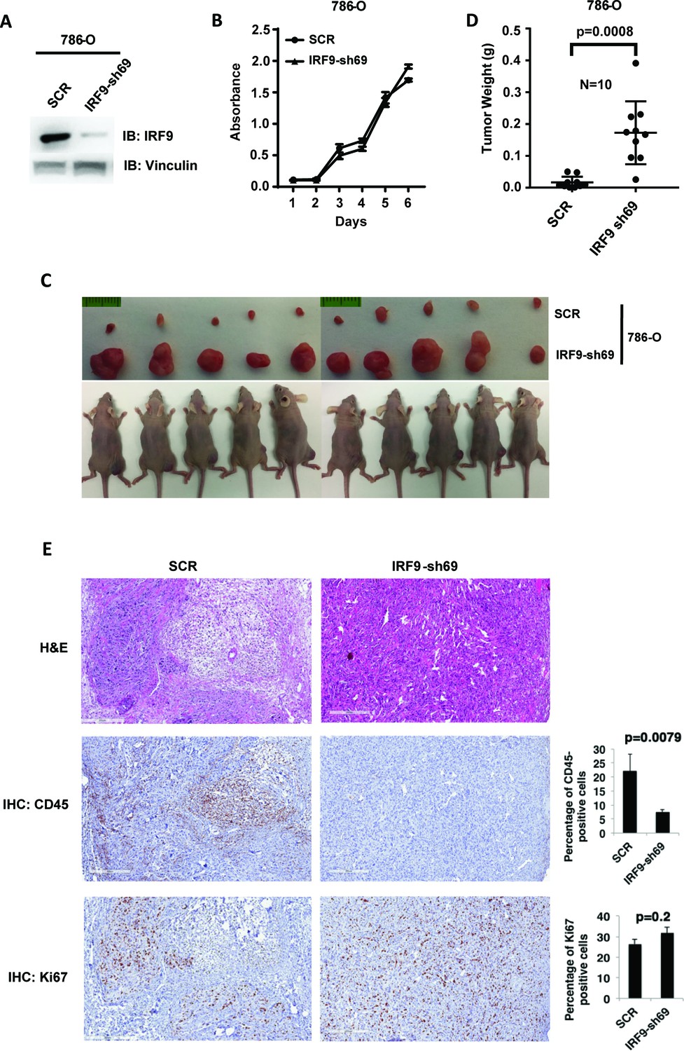 Multiple tumor suppressors regulate a HIF-dependent negative