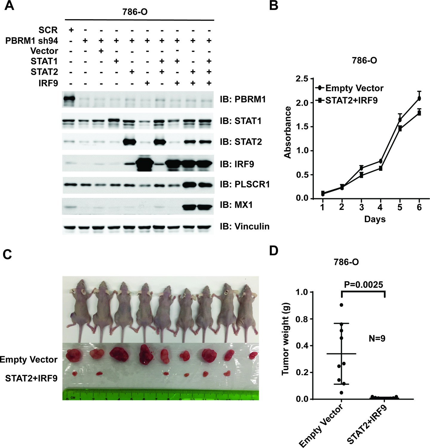 Multiple tumor suppressors regulate a HIF-dependent negative