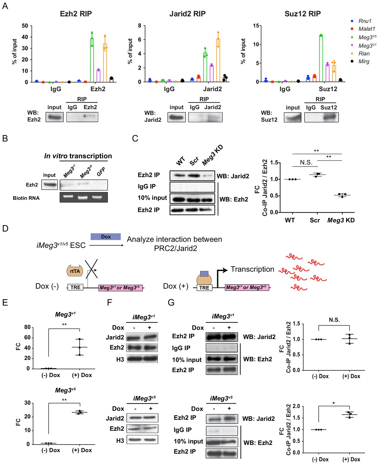 Figures and data in Dlk1-Dio3 locus-derived lncRNAs perpetuate ...