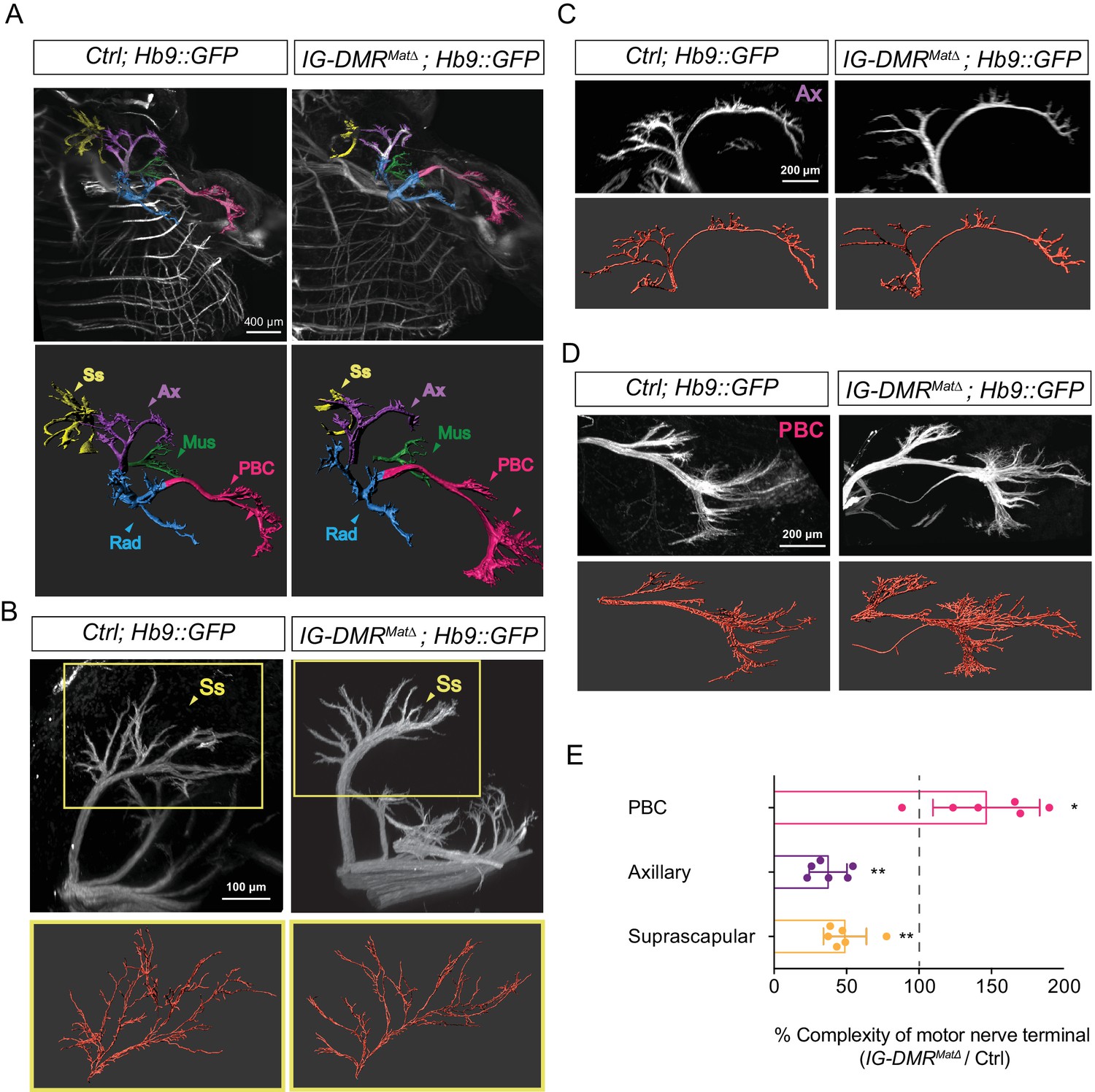 アライナージェネレーション The Conserved Intron Binding Protein EMB-4 Plays