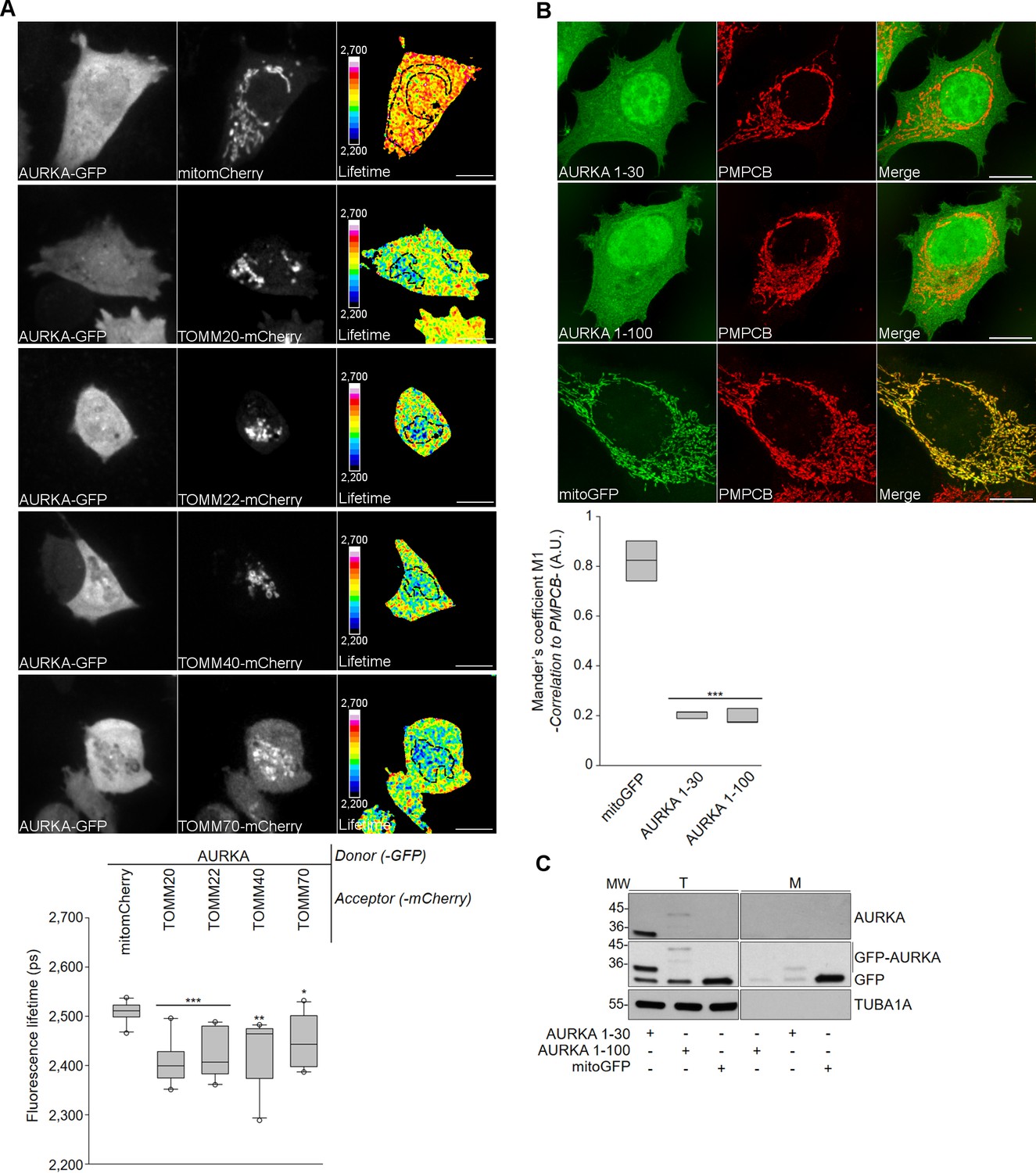 Aurora Kinase A Localises To Mitochondria To Control Organelle Dynamics And Energy Production Elife