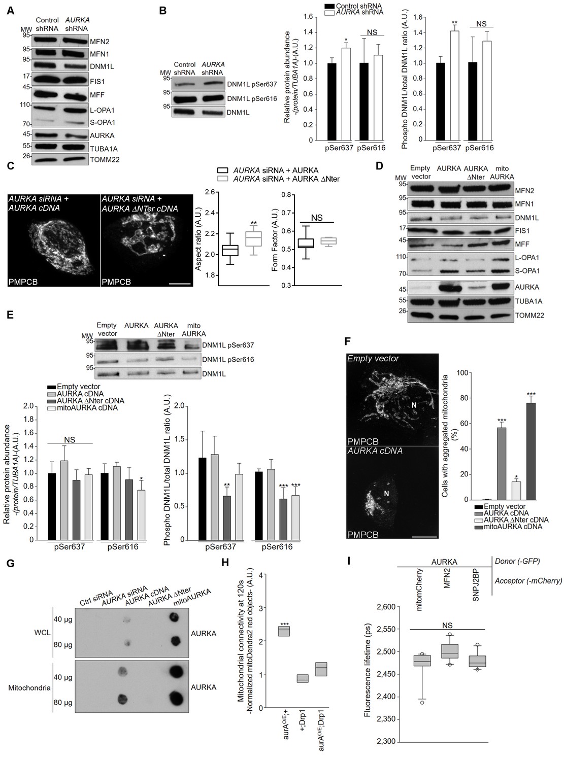 Aurora Kinase A Localises To Mitochondria To Control Organelle Dynamics And Energy Production Elife