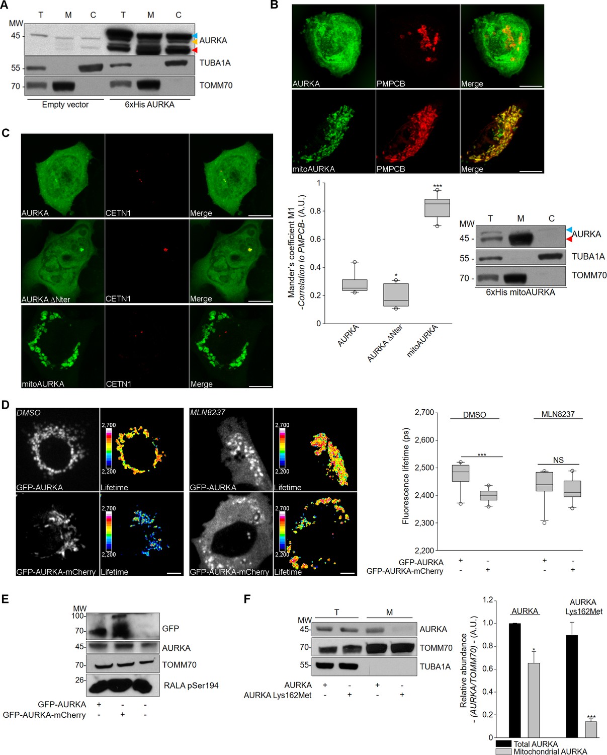 Figures and data in Aurora kinase A localises to mitochondria to ... Biology Diagrams