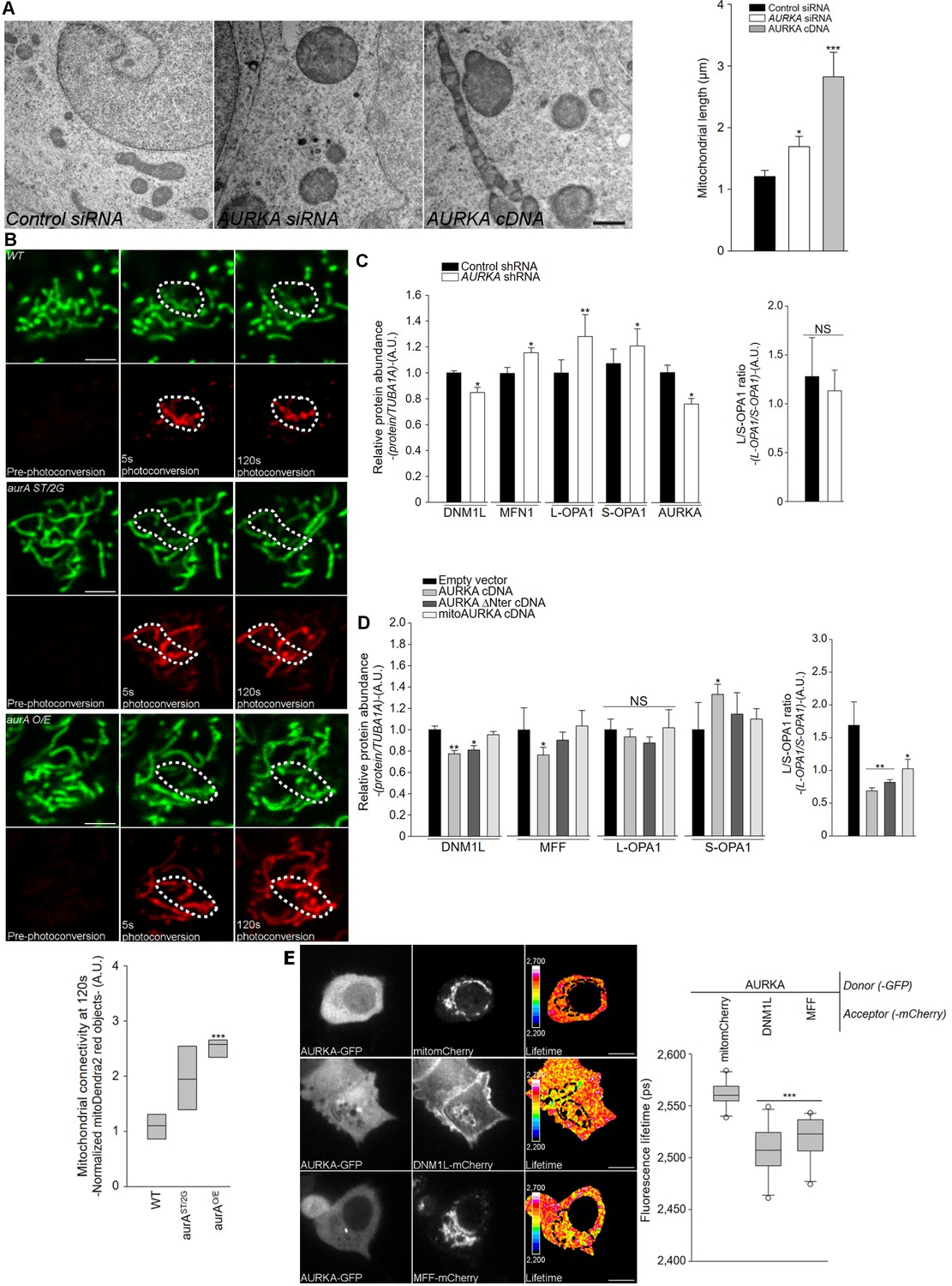 Figures and data in Aurora kinase A localises to mitochondria to Biology Diagrams