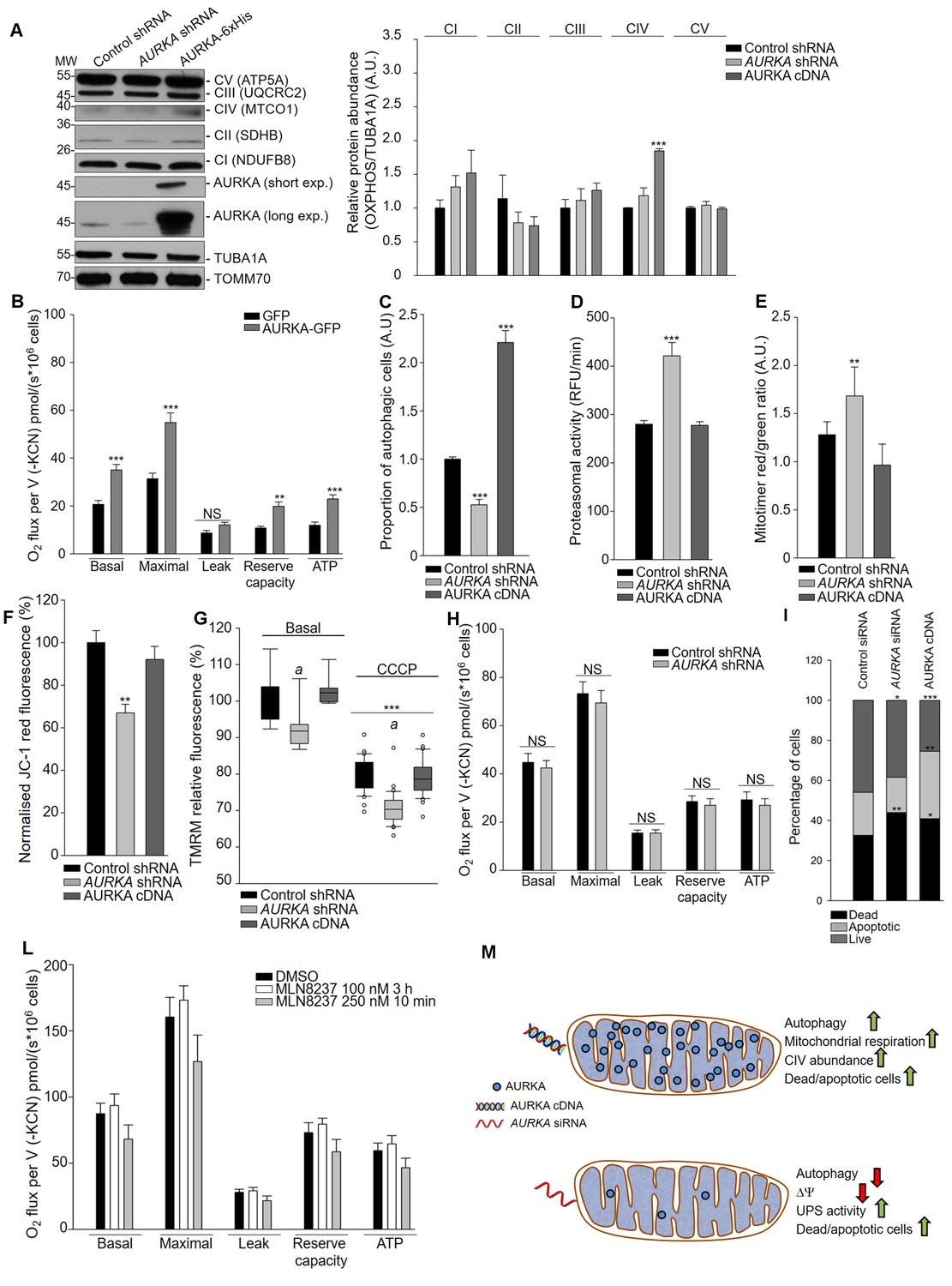 Figures and data in Aurora kinase A localises to mitochondria to ... Biology Diagrams
