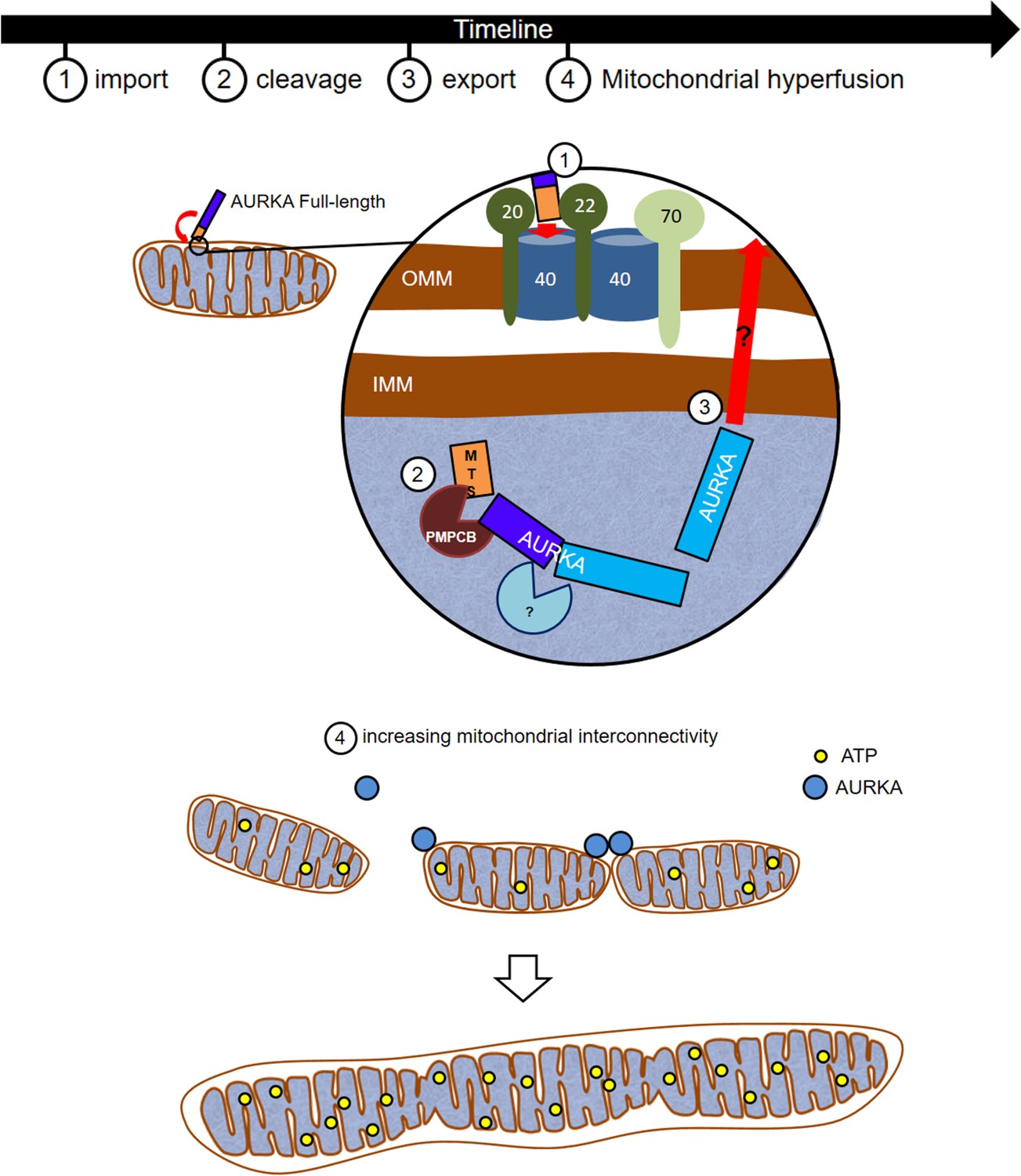 Figures and data in Aurora kinase A localises to mitochondria to Biology Diagrams