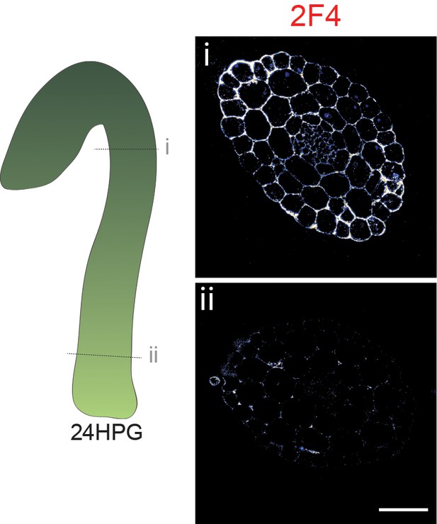 Figures And Data In Anisotropic Growth Is Achieved Through The Additive