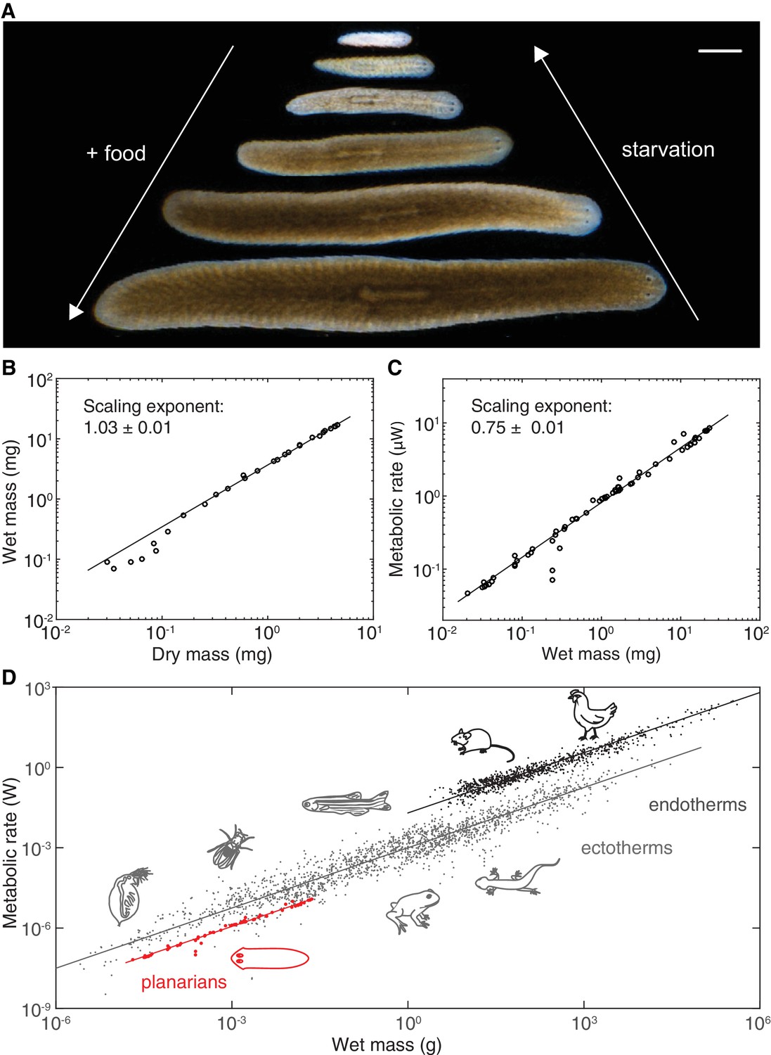 Body Size Dependent Energy Storage Causes Kleiber S Law Scaling Of The Metabolic Rate In Planarians Elife