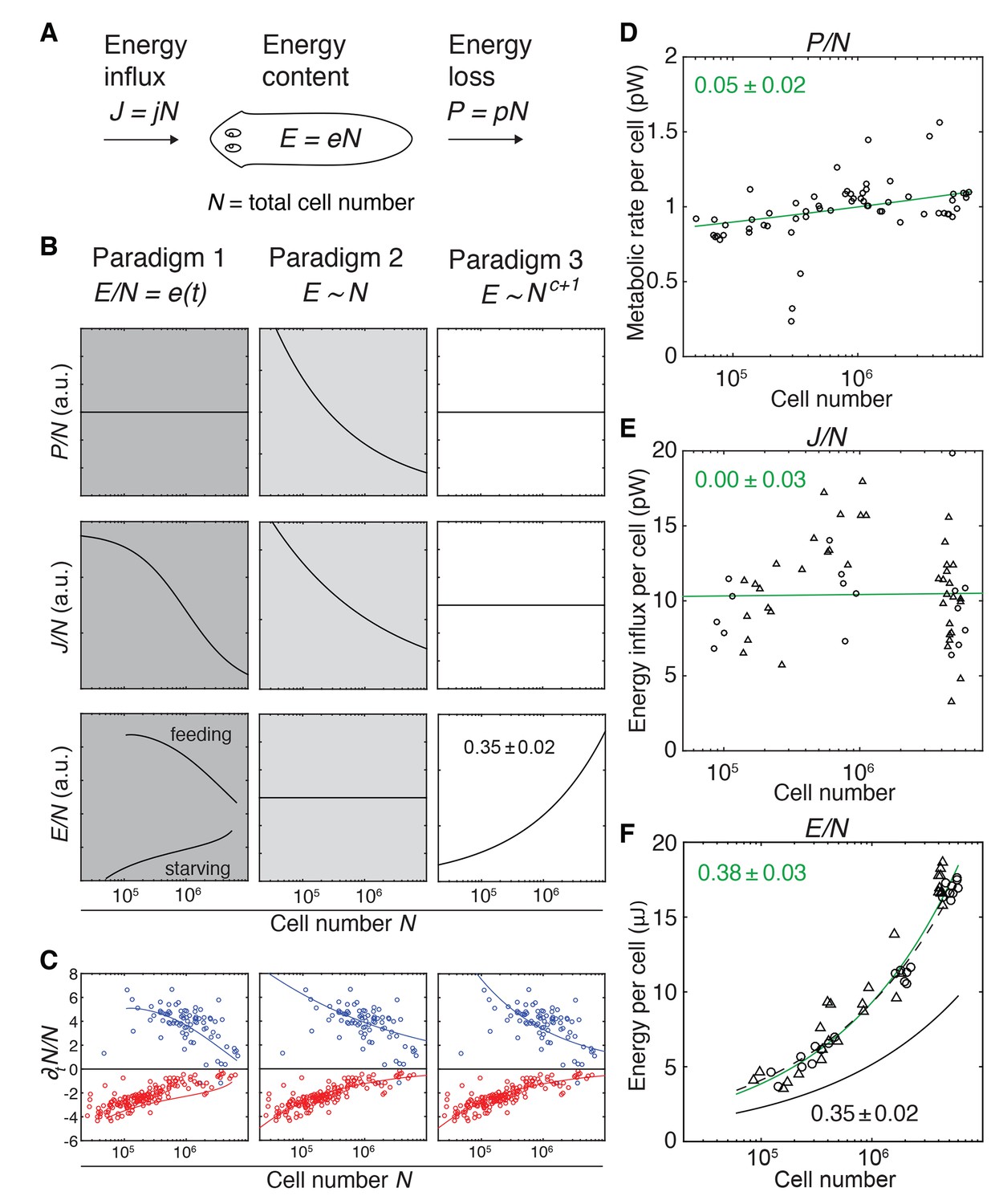 Body Size Dependent Energy Storage Causes Kleibers Law Scaling Of The