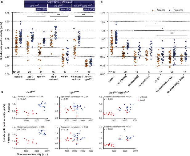 Figures and data in Optogenetic dissection of mitotic spindle ...