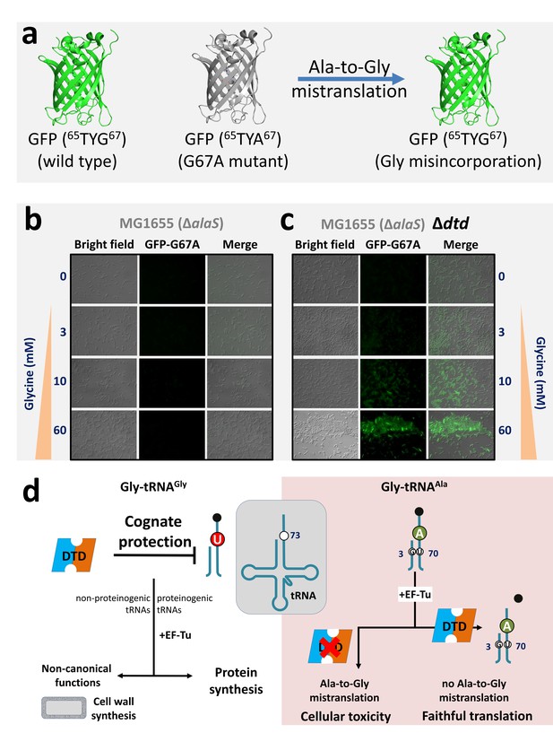 A discriminator code\u2013based DTD surveillance ensures faithful glycine delivery for protein ...